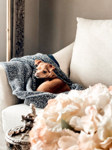 Add lots of cozy throws in high traffic pet lounging spaces to make cleaning a breeze.