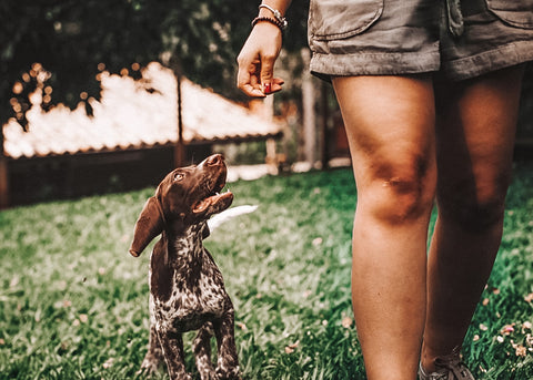 Leash training your dog takes time.