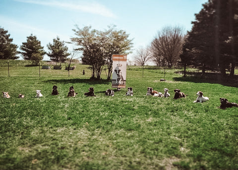 Getting 12 dogs to hold a sit stay is light work for The Girl Who Speaks Dog