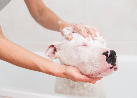 5 Healthy Dog Shampoos For Your Pet