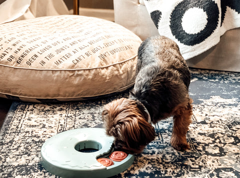 Giving your dog a pet puzzle helps to keep them quiet and stimulated while you work from home.  Image Description: A yorkie works at uncovering treats in a donut shaped pet puzzle.