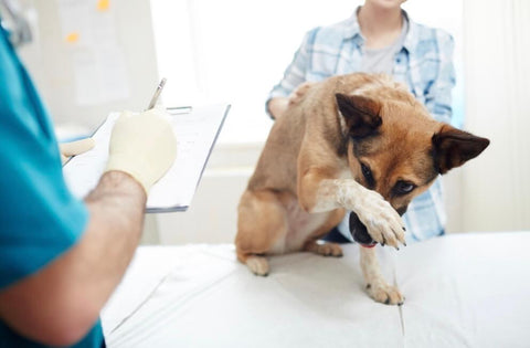 Ask your vet about common health problems for your dog's breed.