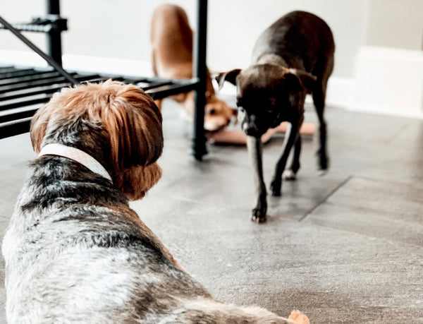 Having dog siblings will help to break up the day when your dog is home alone