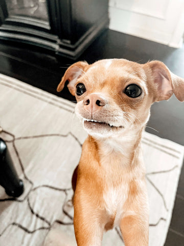 Without boundaries your dog is sure to interrupt you when you are working from home. Image Description: A chihuahua puppy begs for attention by pawing his pet parent’s lap.