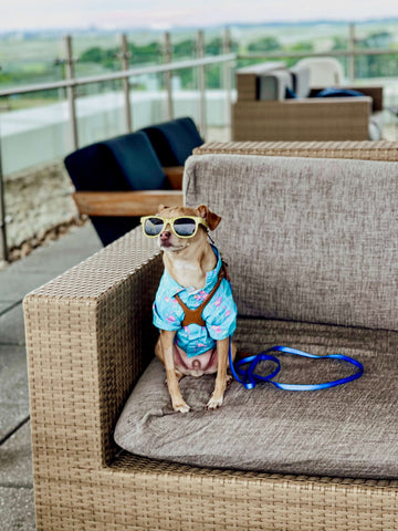 Dylan a tan chihuahua enjoys the rooftop open air lounge at The Kimpton Overland Atlanta Airport Hotel