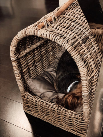 The canopy pet bed by pottery barn