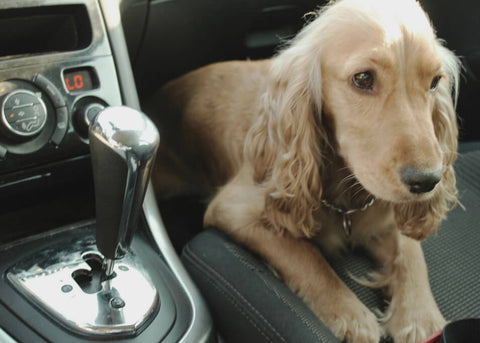 Give your dog time to acclimate to being in a car during frequent, short training sessions.