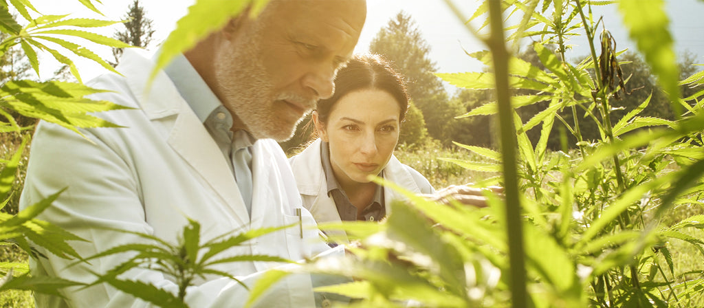 CBD oil uses and research