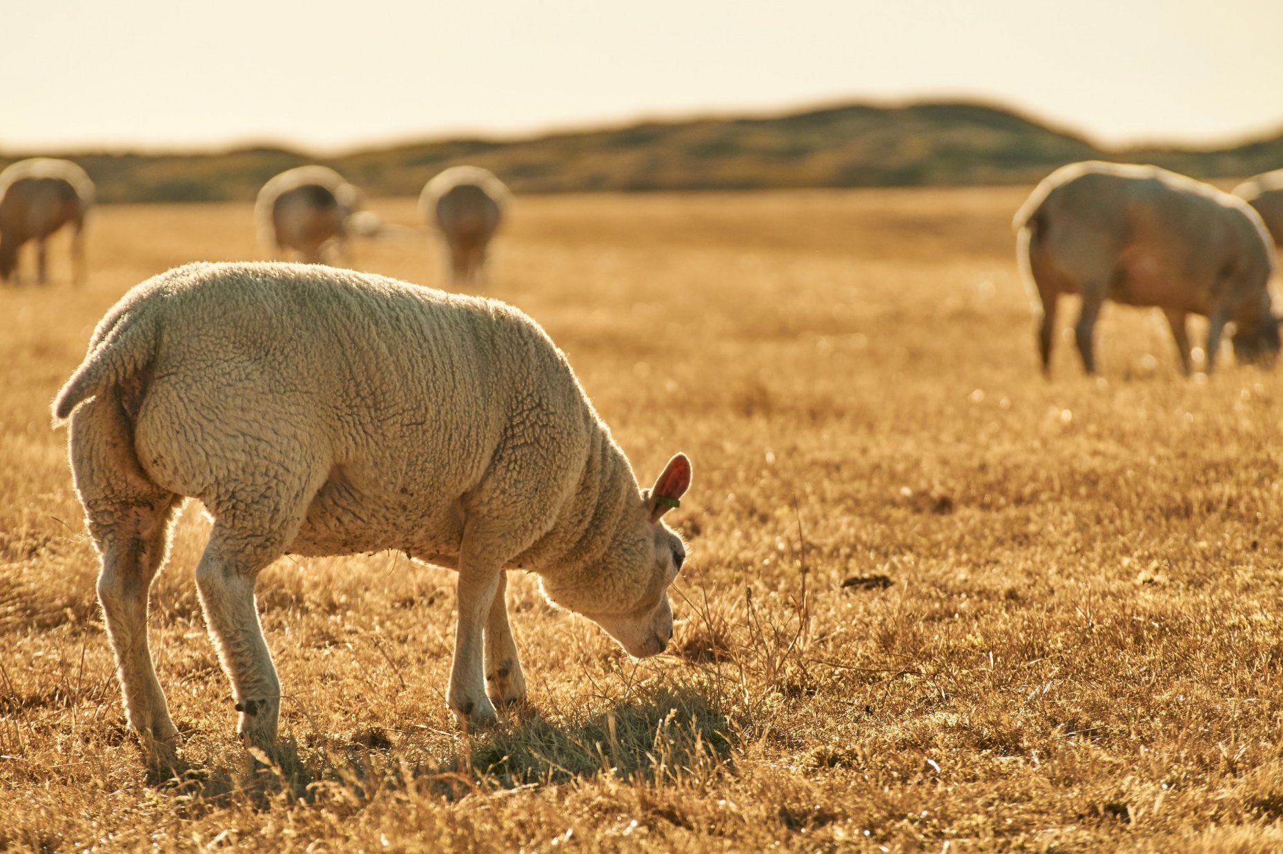 Texel Schafe