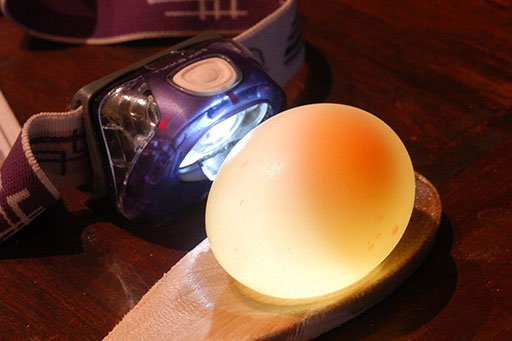 How to Make an Egg Shell Disappear Experiment