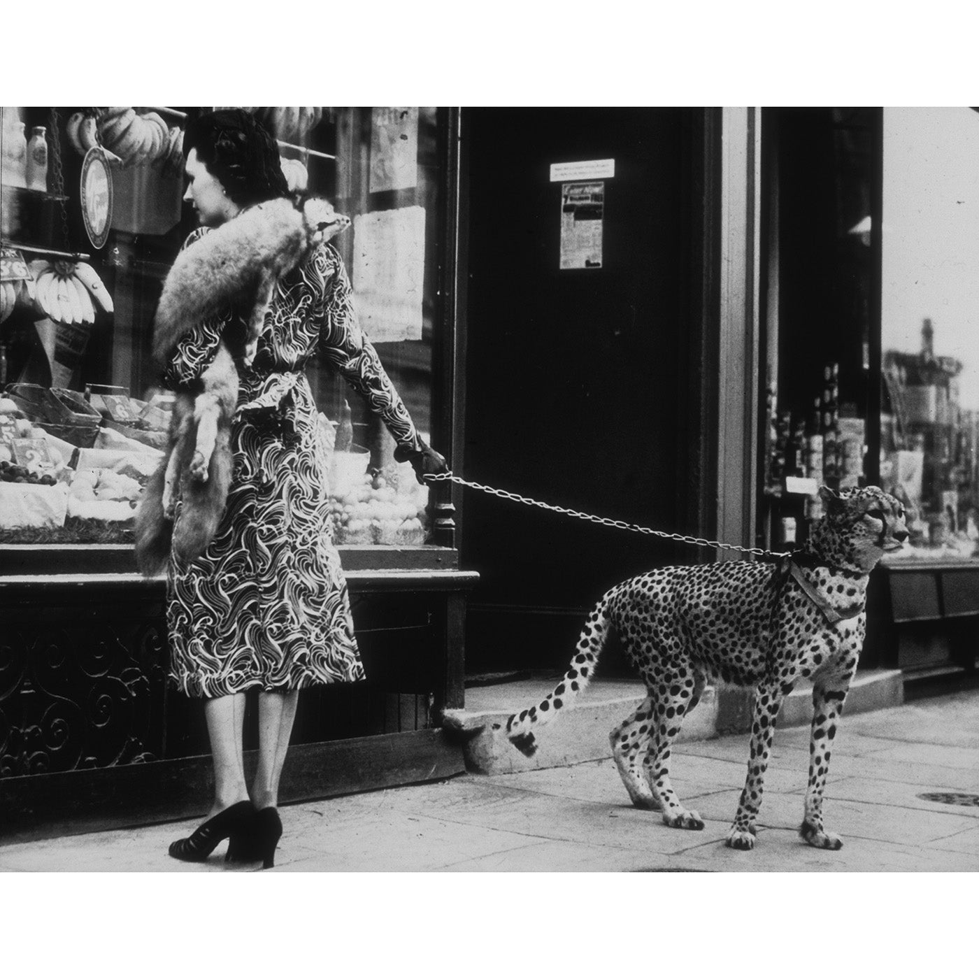 "Cheetah Who Shops" from Getty Images