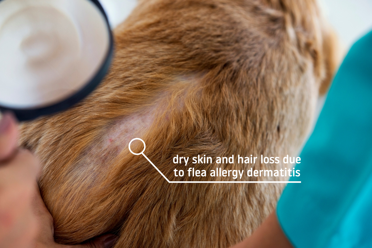 dogs dry skin