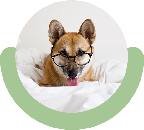 Learn more about Doglyness