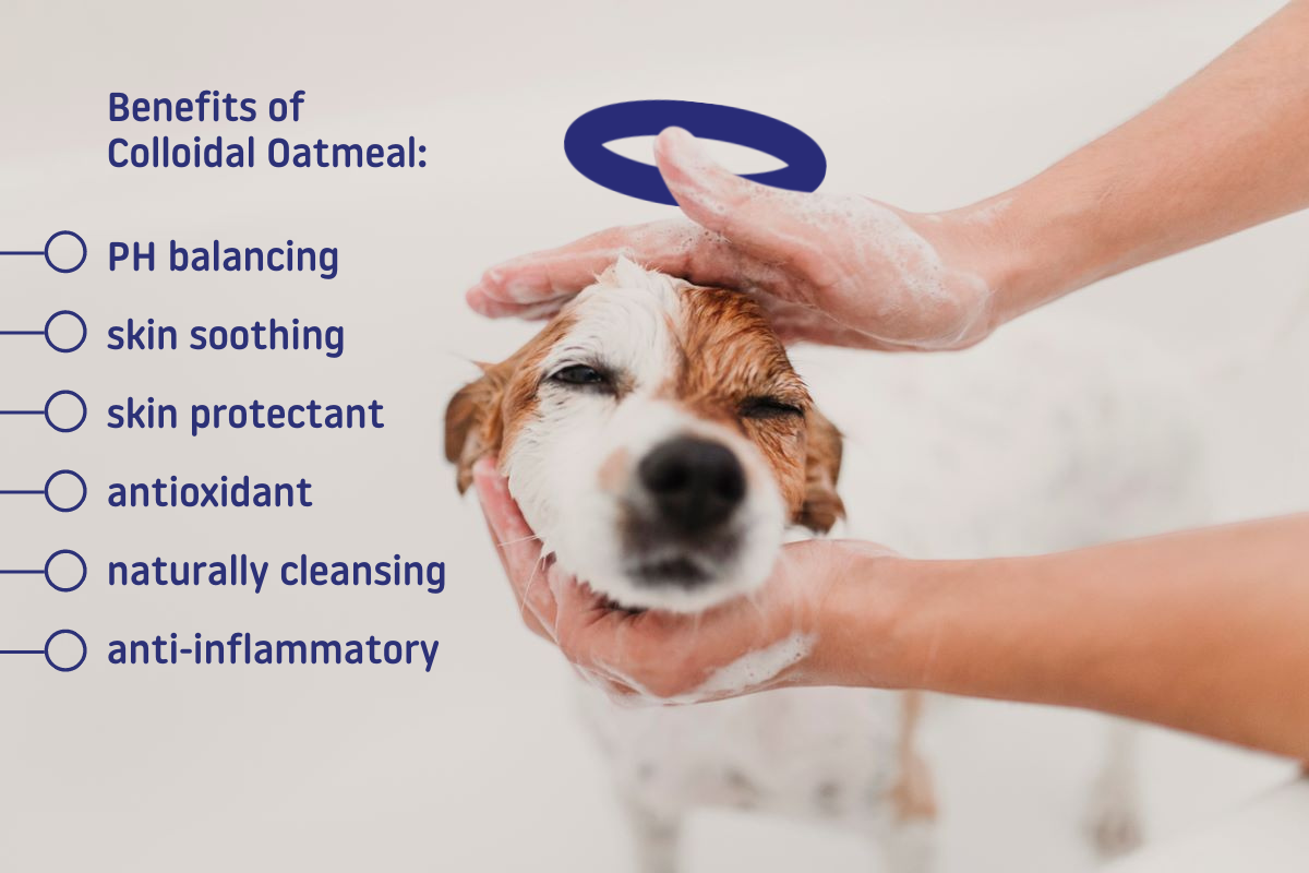 benefits of colloidal oatmeal