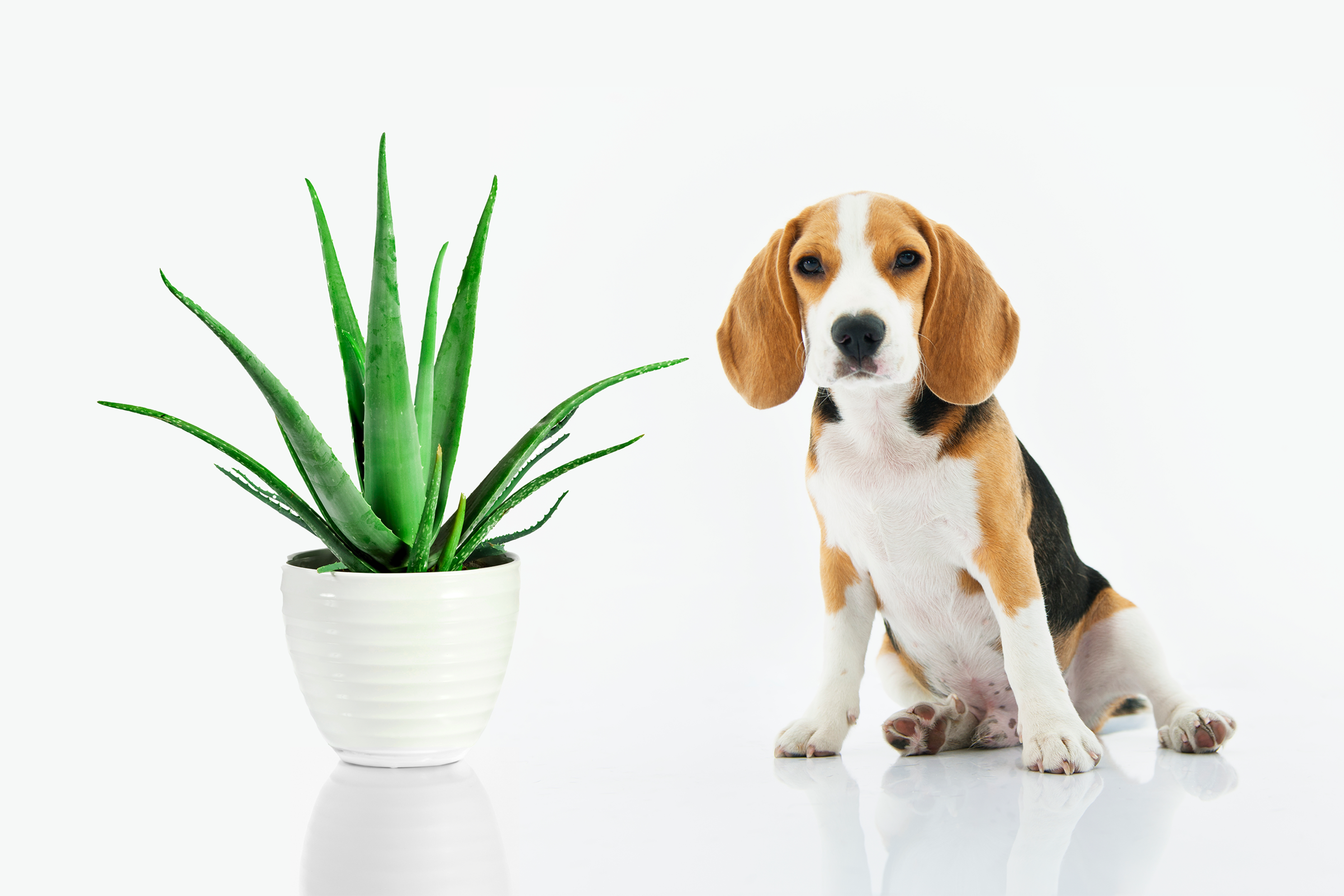 Aloe vera för hundar