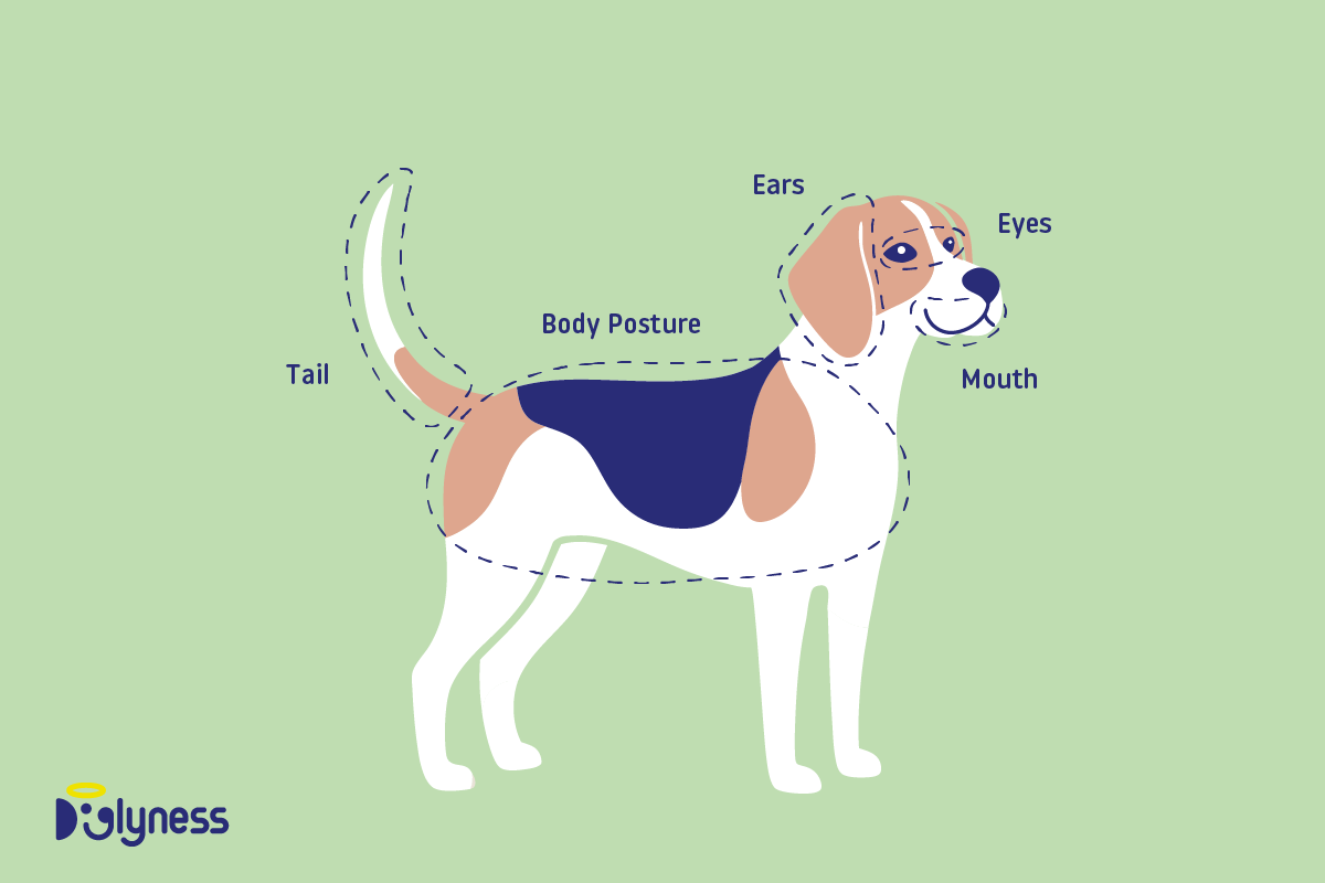 Illustration of a dog with labeled areas showing key body language zones: tail, ears, eyes, mouth, and body posture.