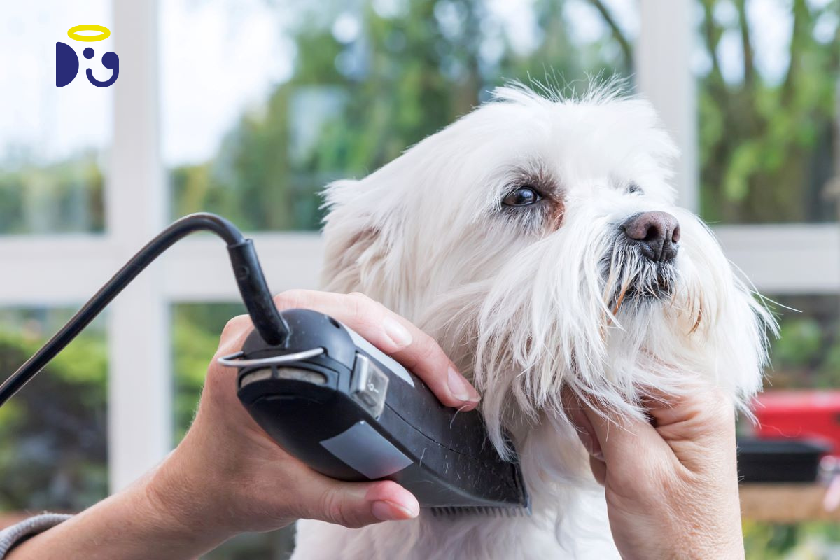 What is Dog Grooming? A Step-By-Step Guide to Grooming Your Dog