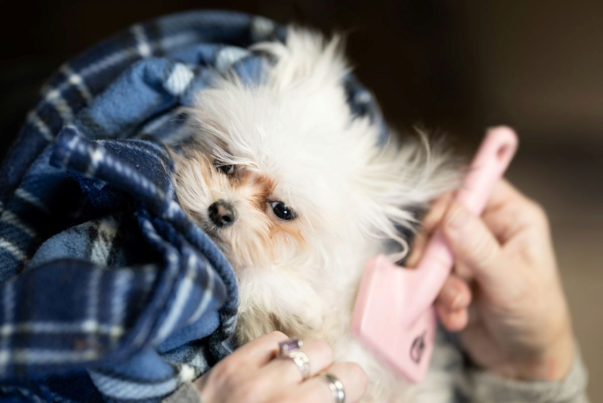 dog shedding brushing