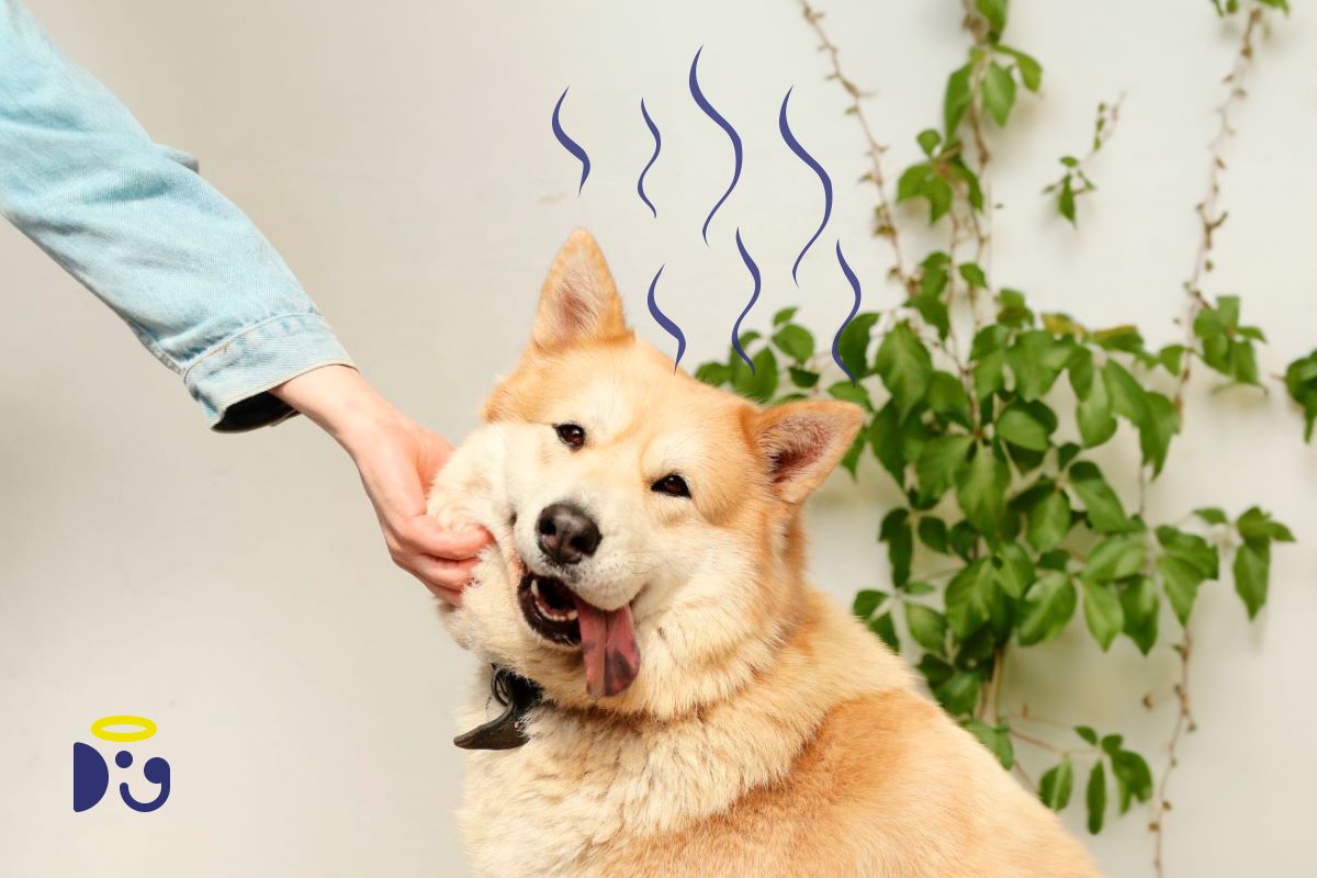Natural dog shampoo for odor