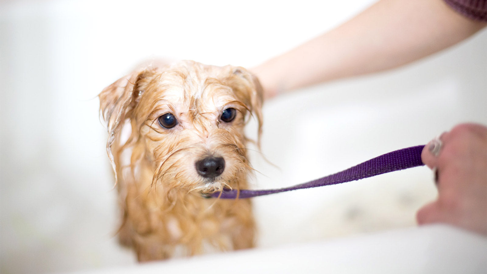 Dog bath water