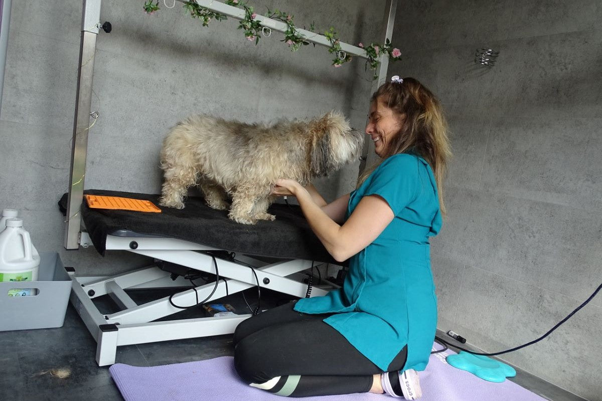 holistic dog grooming