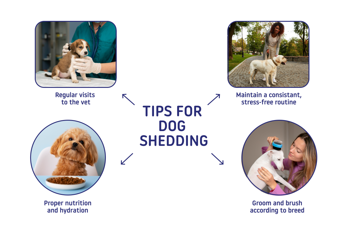 tips for dog shedding