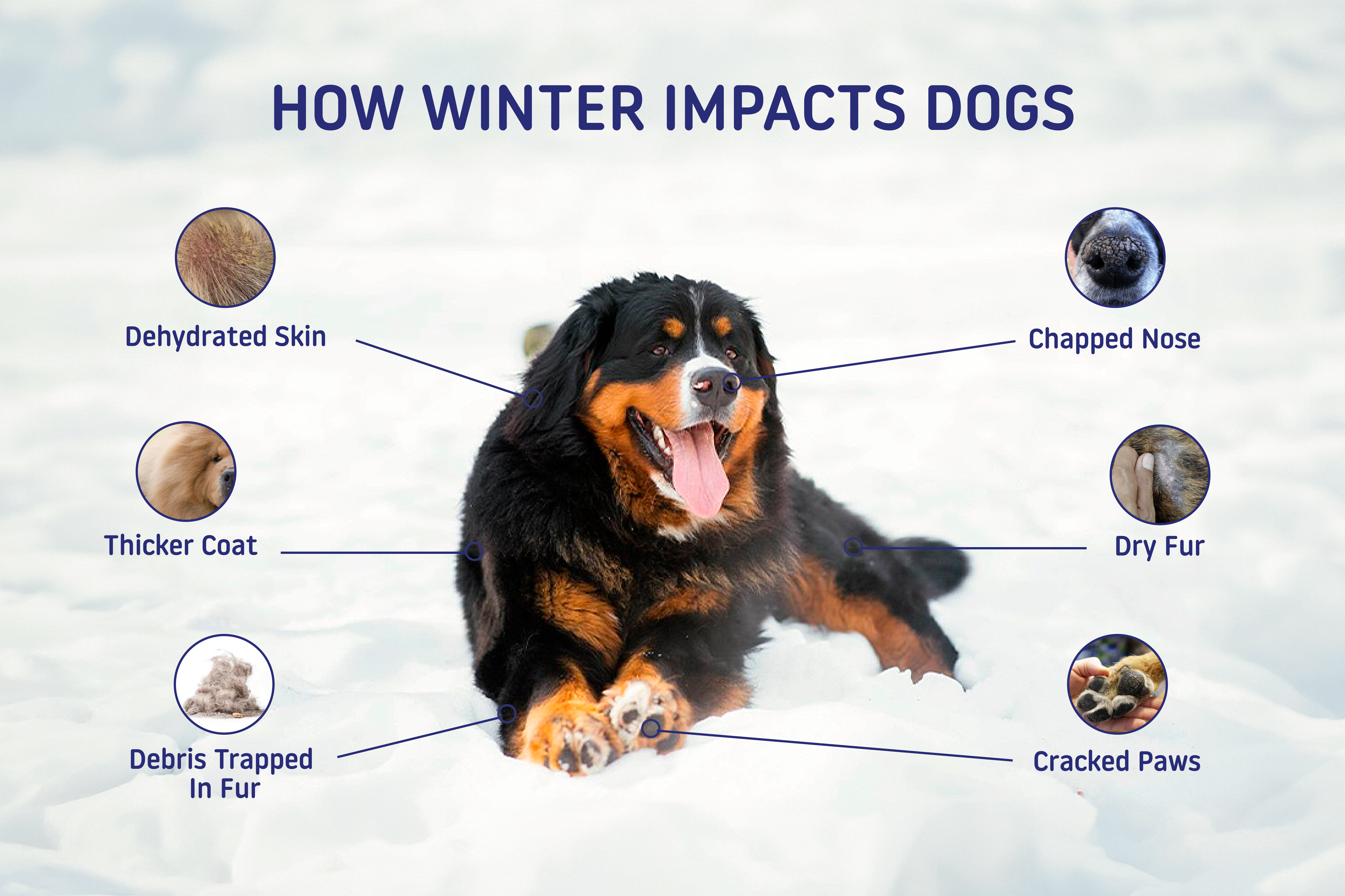 winter dog care tips