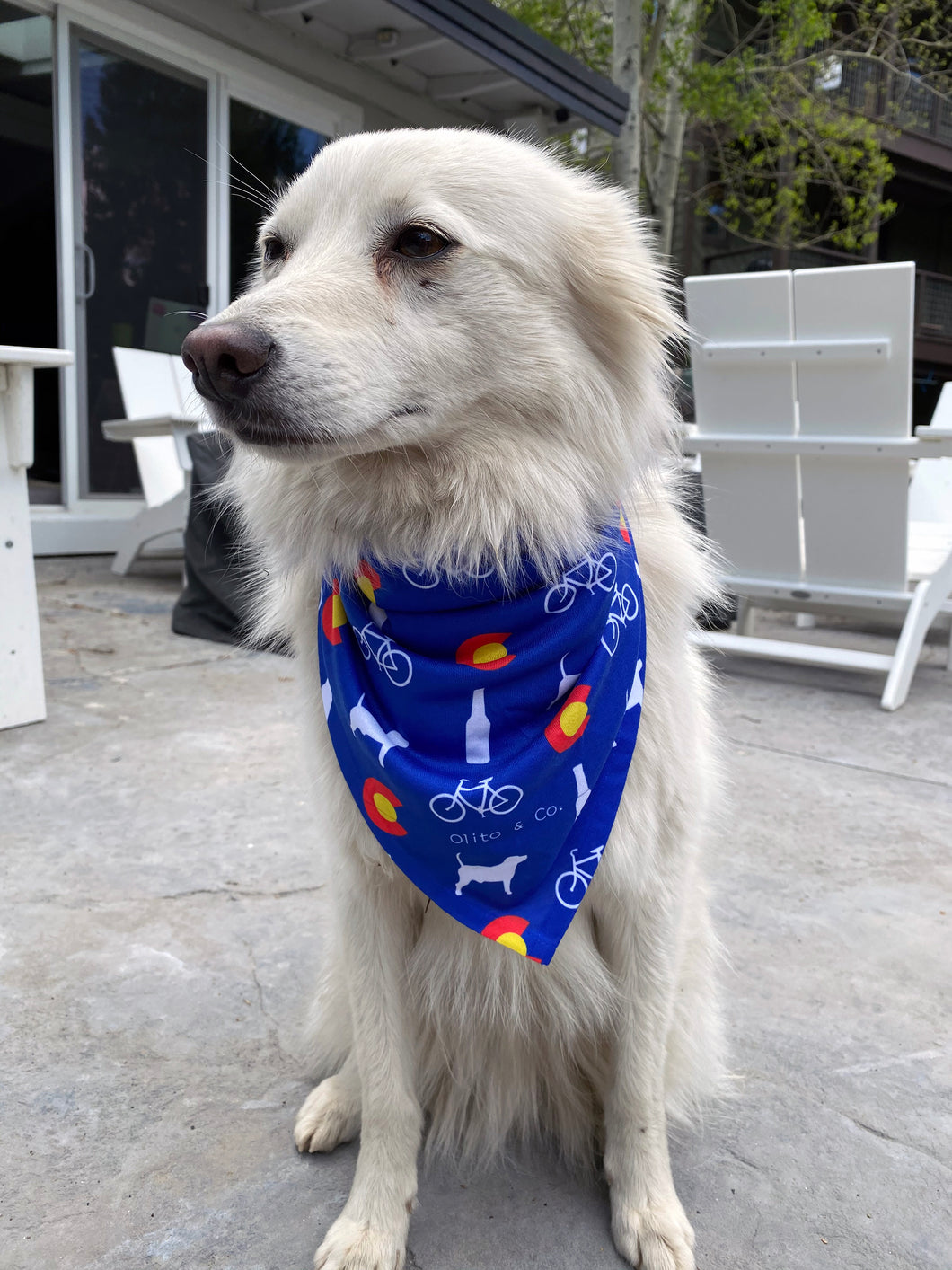 colorado dog bandana