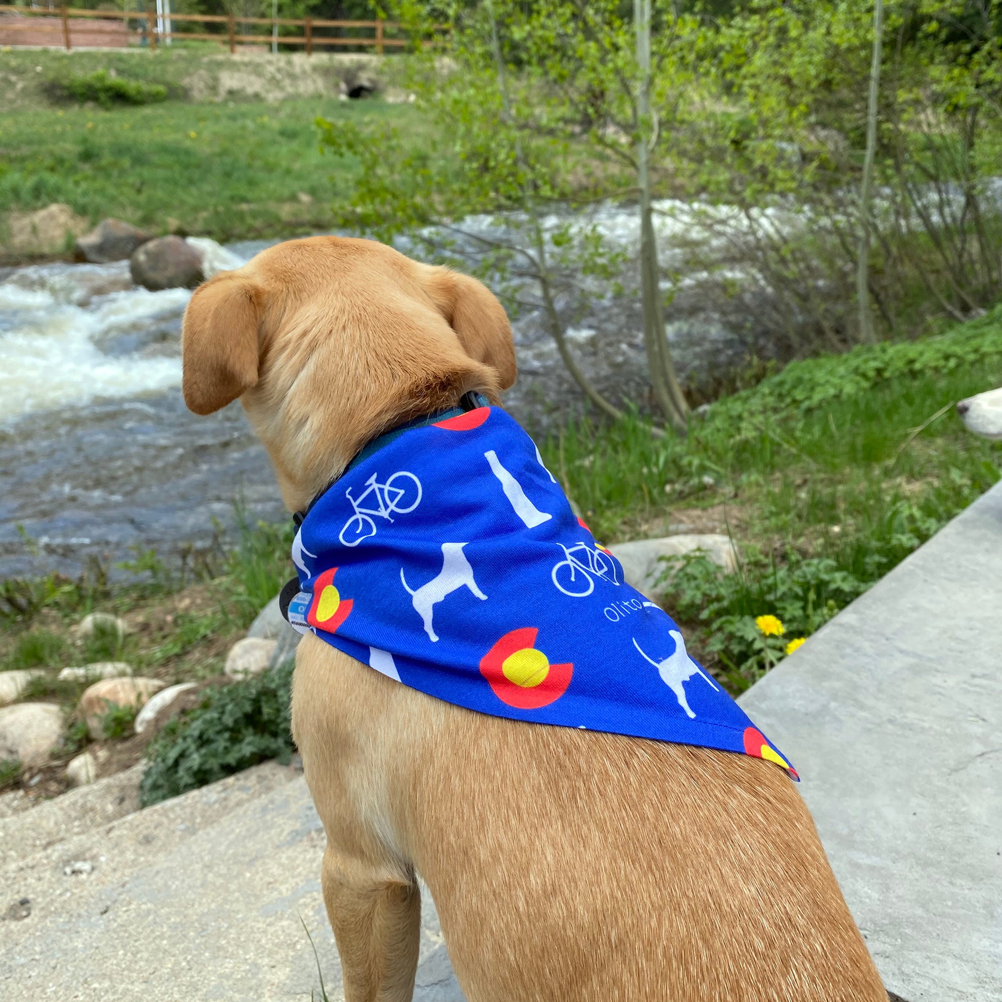 flag dog bandana