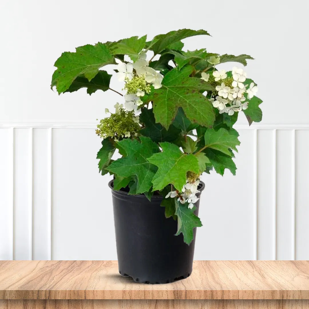 Pee Wee Oakleaf Hydrangea