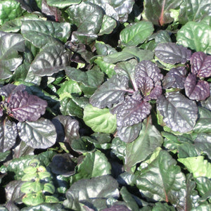 Ajuga Reptans 'Catlin's Giant' Carpet Bugle, Bugleweed - [CG] - Pixies Gardens