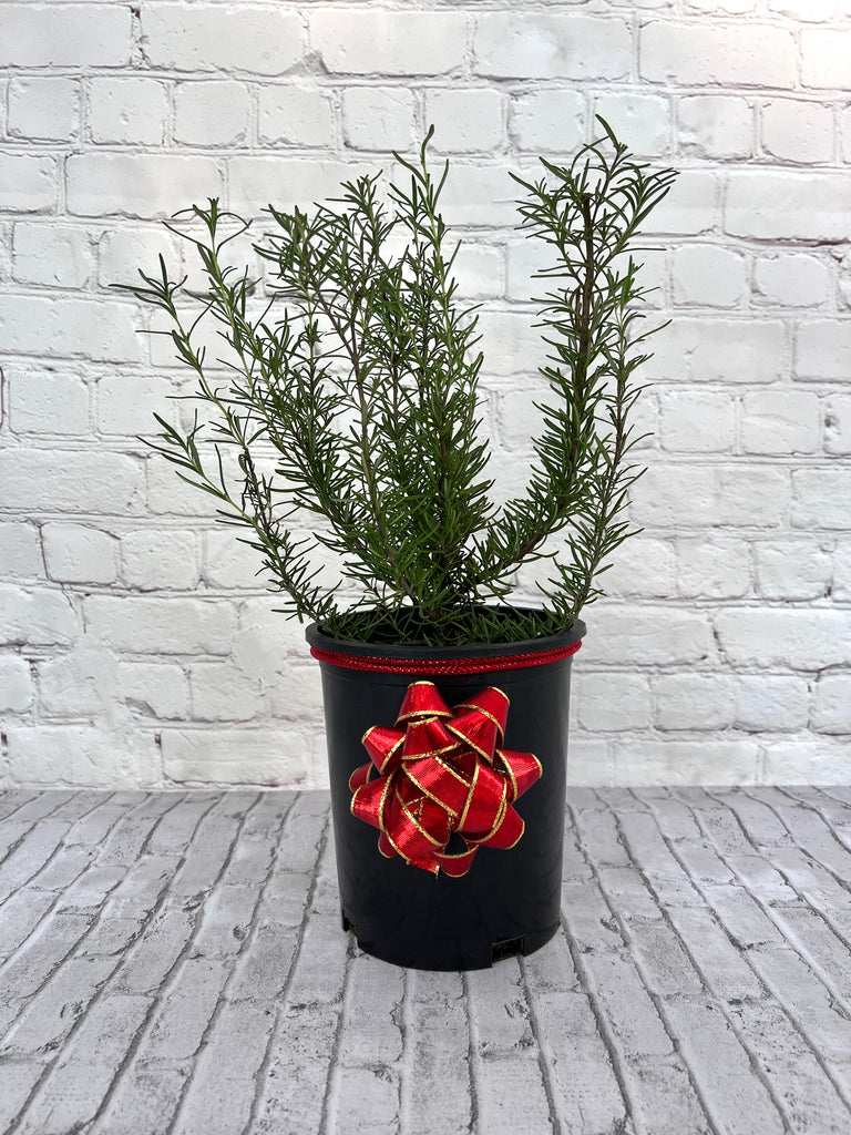 2.5 Qt. Chef's Choice Rosemary - Live Potted Herb Plants
