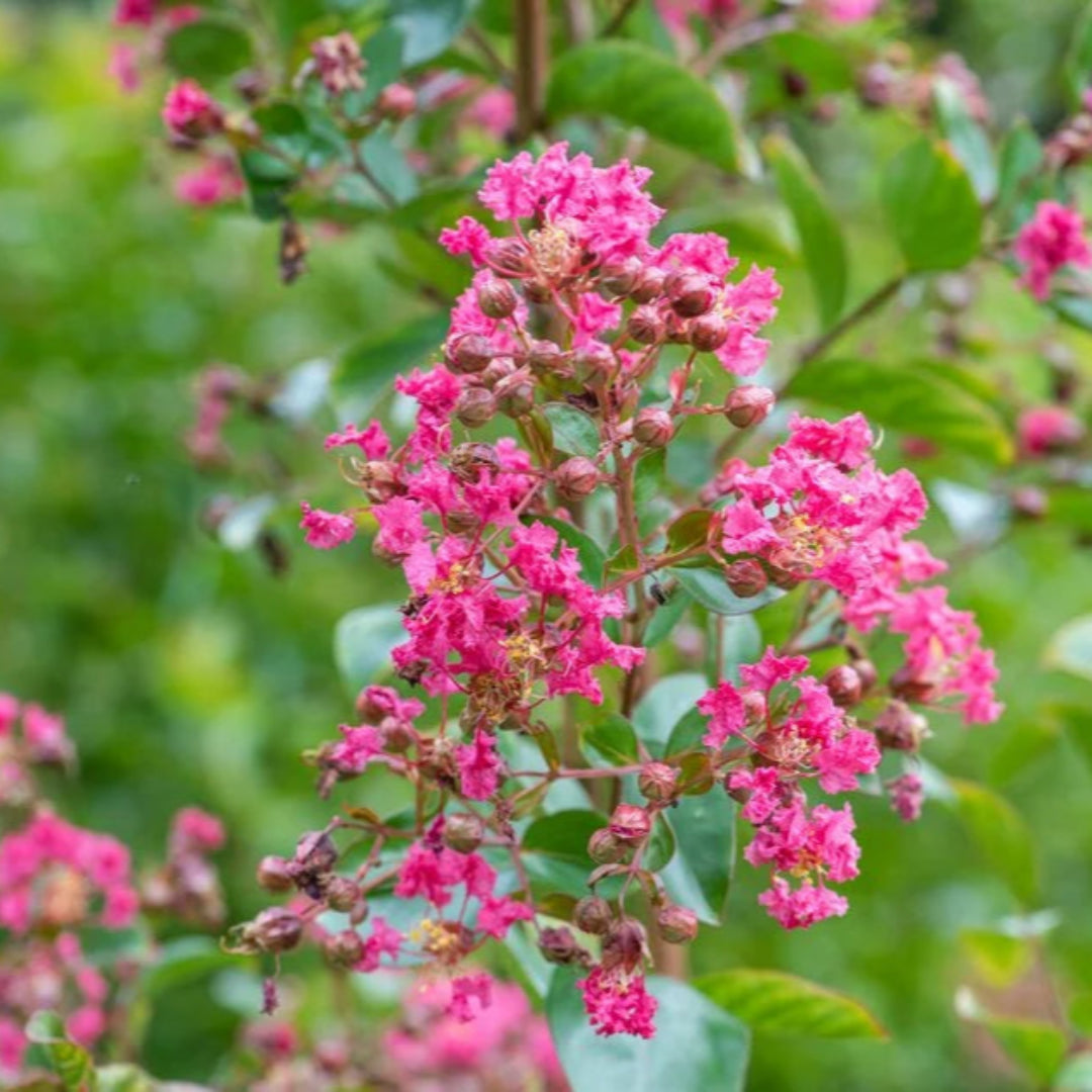 Crape Myrtle Carolina Beauty