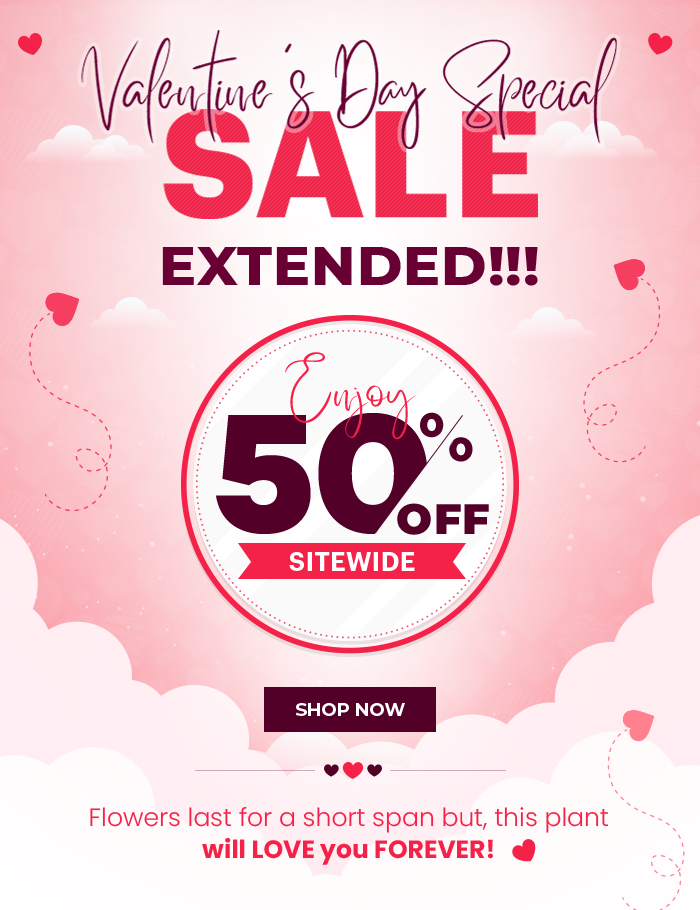 Valentine's Day Sale Extended 2024