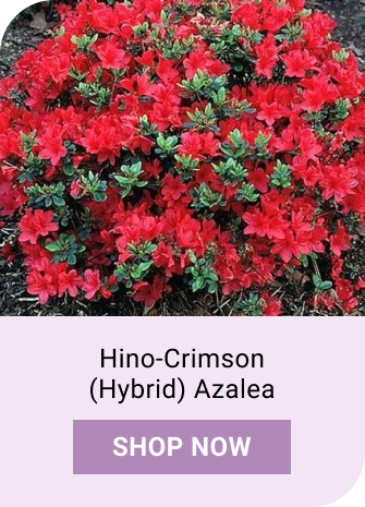 Hino-Crimson (Hybrid) Azalea