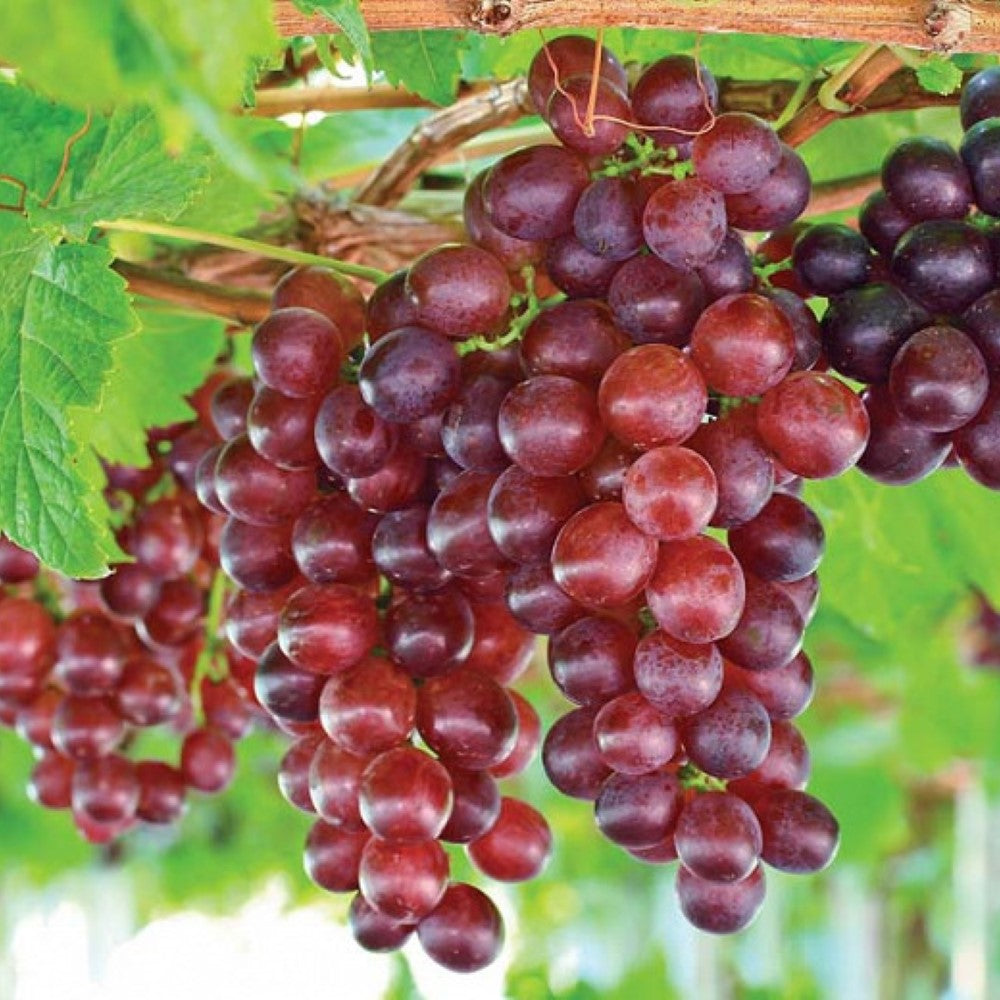 Buy Online Niagara Grape Vine Plants for Fresh Eating, Jams & WIne