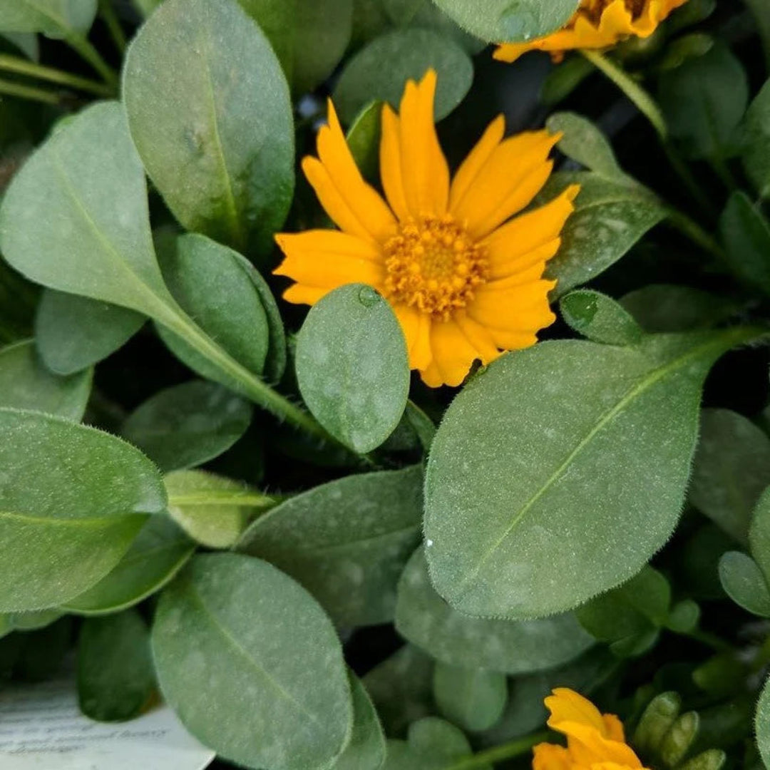 Coreopsis auriculata 'Nana'