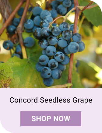 Concord Seedless Grape