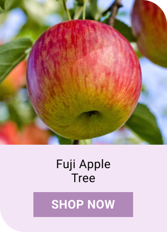 Fuji Apple Tree