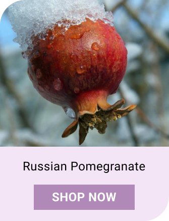 Russian Pomegranate