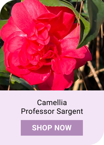 Camellia Professor Sargent