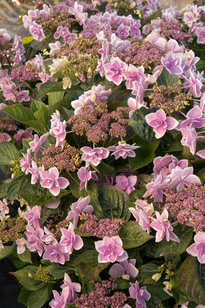 Baby Lace Panicle Hydrangea Hydrangea paniculata 'Piihp-1' BABY LACE®