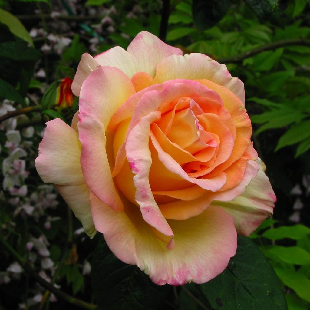 The Queen Elizabeth Rose, Buy online