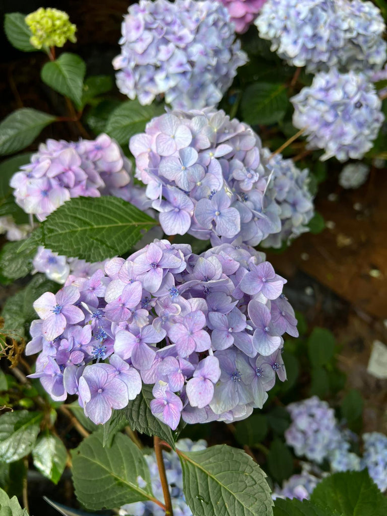 HYDRANGEA ENDLESS SUMMER – Knippel Garden Centre