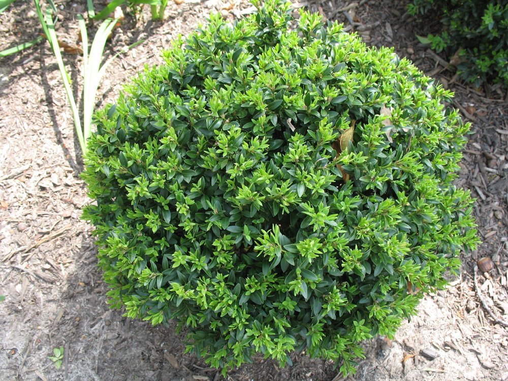 Image of boxwood specimen plant