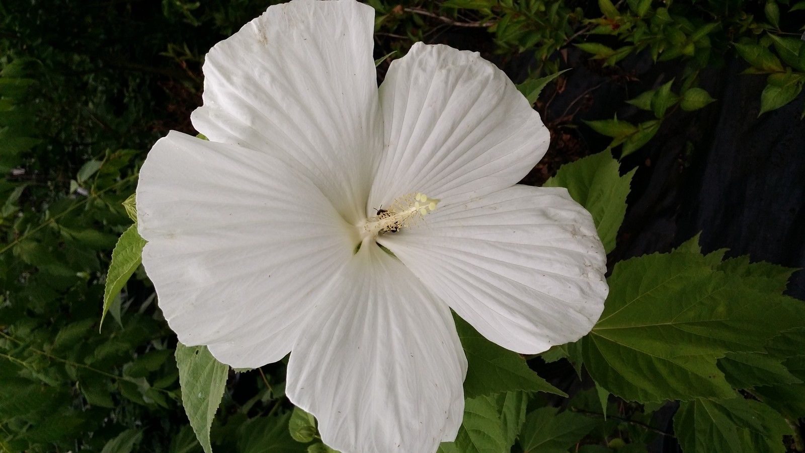 2 Gallon Hardy Hibiscus Big White Flower Native Plant Pixies Gardens