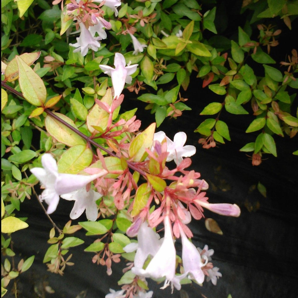 Peach Perfection® Abelia - Butterfly Plants - Almost Eden