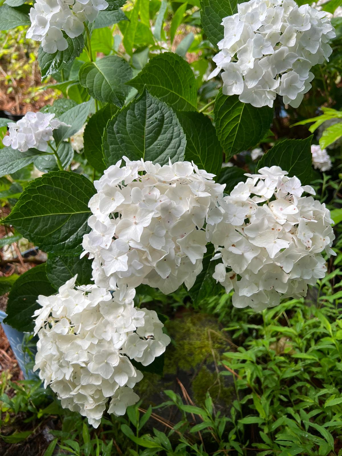 Image of White endless summer hydrangea bush