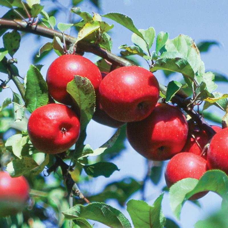 Pink Lady Apple Trees For Sale at Ty Ty Nursery