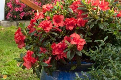 Autumn Sunset Encore Azalea,The Autumn Sunset Azalea Is A Bold, Red-Orange  Color. Blooms Are  Inches In Size And Cover - Pixies Gardens